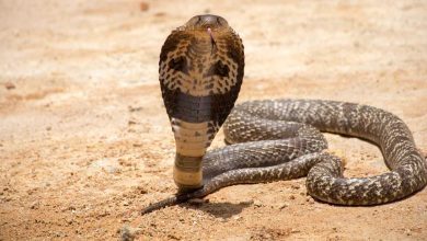 رغم هجومها السابق.. نيكي ميناج تثير الجدل بدعم ترامب (فيديو)