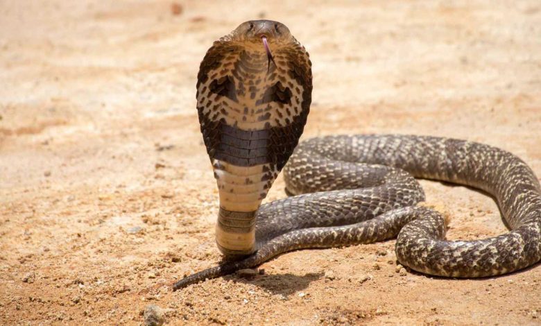 رغم هجومها السابق.. نيكي ميناج تثير الجدل بدعم ترامب (فيديو)