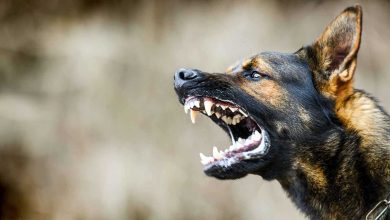 منة عرفة لـ