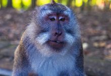 هل اقترب لم شمل الأمير هاري مع والده الملك تشارلز؟