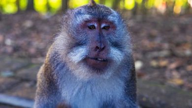 هل اقترب لم شمل الأمير هاري مع والده الملك تشارلز؟