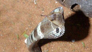 فيديو بـ42 مليون مشاهدة.. كيف تهزم رهاب الطيران بنظرية الجيلي؟