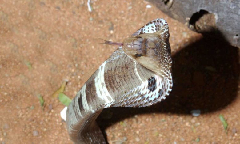 فيديو بـ42 مليون مشاهدة.. كيف تهزم رهاب الطيران بنظرية الجيلي؟