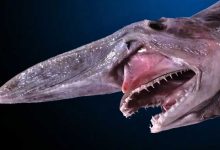 تايلاند تحتفل بعودة القط النادر المهدد بالانقراض (صور)