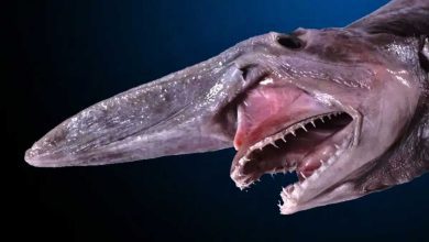 تايلاند تحتفل بعودة القط النادر المهدد بالانقراض (صور)