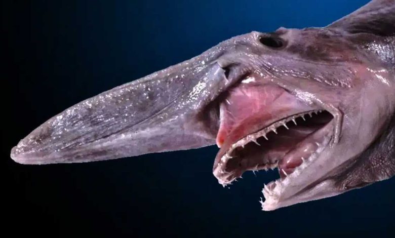 تايلاند تحتفل بعودة القط النادر المهدد بالانقراض (صور)