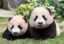 فُجعت في وفاة والدها.. النجوم يدعمون شجون الهاجري