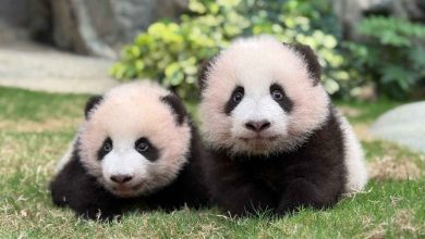 فُجعت في وفاة والدها.. النجوم يدعمون شجون الهاجري