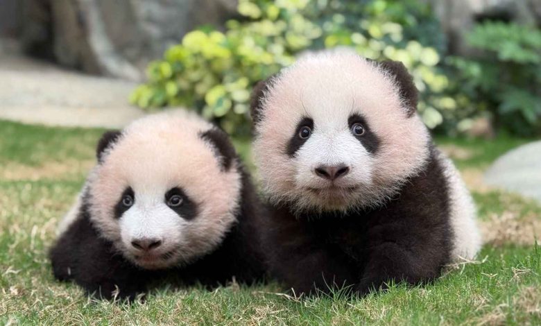 فُجعت في وفاة والدها.. النجوم يدعمون شجون الهاجري