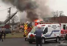 الثعابين الليلية.. تعرف على خصائصها ودورها في البيئة