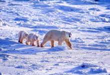 شيري عادل تكشف لـ