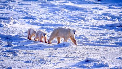 شيري عادل تكشف لـ