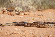 نتفليكس تواجه تحديا مع نهاية Stranger Things