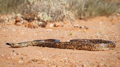 نتفليكس تواجه تحديا مع نهاية Stranger Things