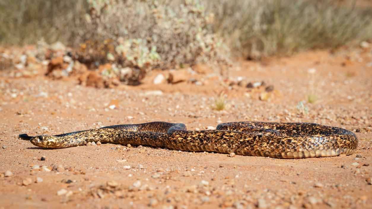 نتفليكس تواجه تحديا مع نهاية Stranger Things