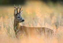 رغم خطر انقراضها.. لحوم الغزلان مطلوبة على موائد العراقيين