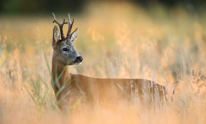 رغم خطر انقراضها.. لحوم الغزلان مطلوبة على موائد العراقيين