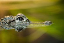 معتقلون سابقون في سجن صيدنايا يروون قصصهم في فيلم جديد