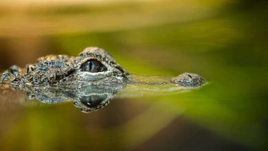 معتقلون سابقون في سجن صيدنايا يروون قصصهم في فيلم جديد