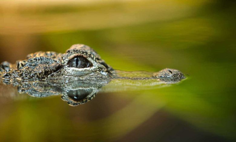 معتقلون سابقون في سجن صيدنايا يروون قصصهم في فيلم جديد
