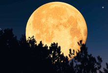 محاكمة امرأة لسيرها بالاتجاه الخاطئ على السلم الكهربائي