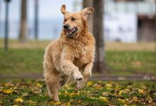 أصالة نصري ترد بحسم على شائعات طلاقها من فائق حسن