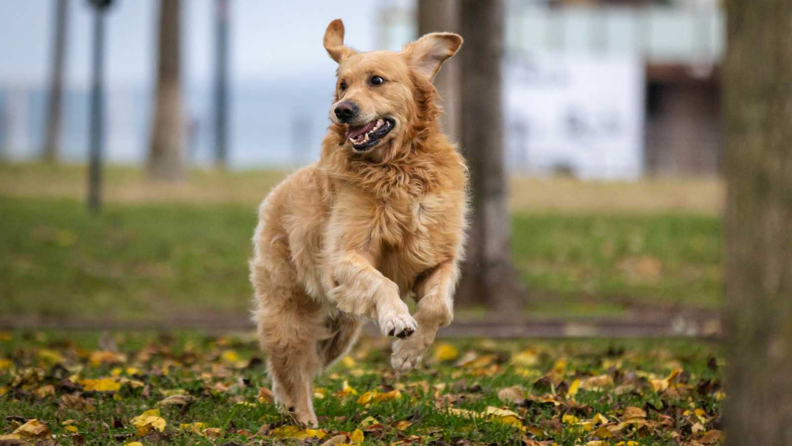 أصالة نصري ترد بحسم على شائعات طلاقها من فائق حسن