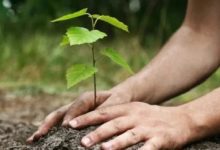 البرنامج الوطني للتشجير يطلق أول مشروع شمال الرياض بزراعة 400 ألف شتلة