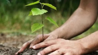 البرنامج الوطني للتشجير يطلق أول مشروع شمال الرياض بزراعة 400 ألف شتلة