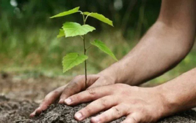 البرنامج الوطني للتشجير يطلق أول مشروع شمال الرياض بزراعة 400 ألف شتلة