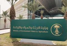 "البيئة" تطلق موسم الحمضيات السعودي بإنتاج يتجاوز 158 ألف طن