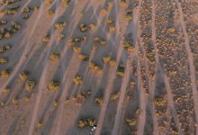 "الغطاء النباتي" يؤهل 4.7 مليون هكتار في الفياض والرياض لتعزيز الاستدامة