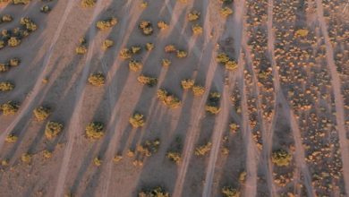 "الغطاء النباتي" يؤهل 4.7 مليون هكتار في الفياض والرياض لتعزيز الاستدامة