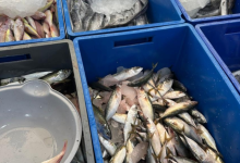 ضبط 594 كيلوغرامًا من الأسماك الفاسدة في عسير