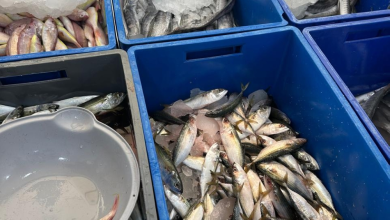 ضبط 594 كيلوغرامًا من الأسماك الفاسدة في عسير