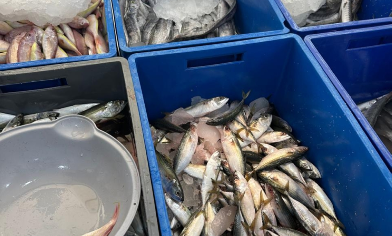 ضبط 594 كيلوغرامًا من الأسماك الفاسدة في عسير