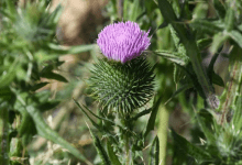 عسير تزدهر بأكثر من 165 نوعًا من النباتات المحلية