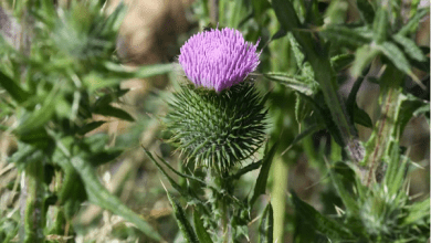 عسير تزدهر بأكثر من 165 نوعًا من النباتات المحلية