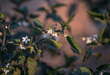 "عنب الذئب" يزهر في الحدود الشمالية