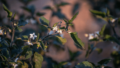 "عنب الذئب" يزهر في الحدود الشمالية