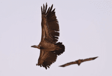 محمية الملك عبدالعزيز ترصد نسر روبّل المهدد بالانقراض في ظهور نادر