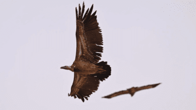 محمية الملك عبدالعزيز ترصد نسر روبّل المهدد بالانقراض في ظهور نادر