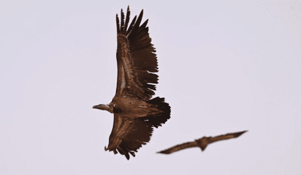 محمية الملك عبدالعزيز ترصد نسر روبّل المهدد بالانقراض في ظهور نادر