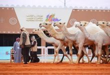مهرجان الملك عبدالعزيز للإبل يعلن نتائج فئة الفحل المنتج "شعل"