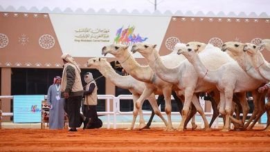 مهرجان الملك عبدالعزيز للإبل يعلن نتائج فئة الفحل المنتج "شعل"