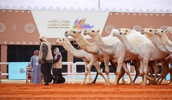 مهرجان الملك عبدالعزيز للإبل يعلن نتائج فئة الفحل المنتج "شعل"