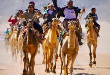 اختتام مميز لفعاليات مهرجان الشيخ محمد بن زايد لسباقات الهجن في شبوة