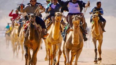 اختتام مميز لفعاليات مهرجان الشيخ محمد بن زايد لسباقات الهجن في شبوة