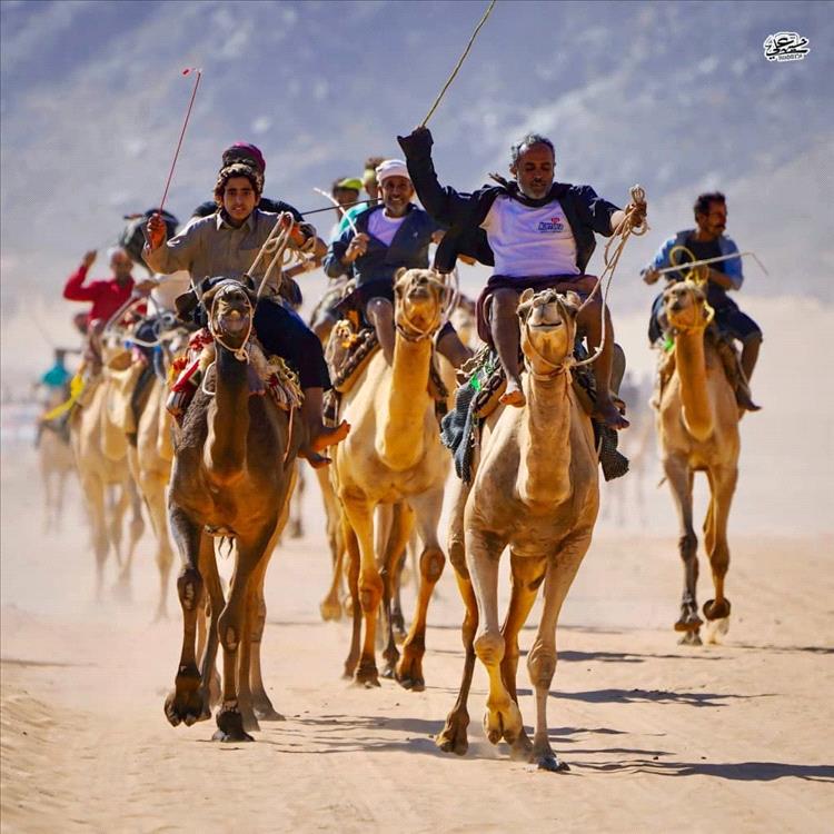 اختتام مميز لفعاليات مهرجان الشيخ محمد بن زايد لسباقات الهجن في شبوة