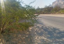 انتشار أشجار السيسبان على الخط الأسفلتي بوادي دوعن يعيق الرؤية… ومناشدات للجهات المختصة للتدخل العاجل